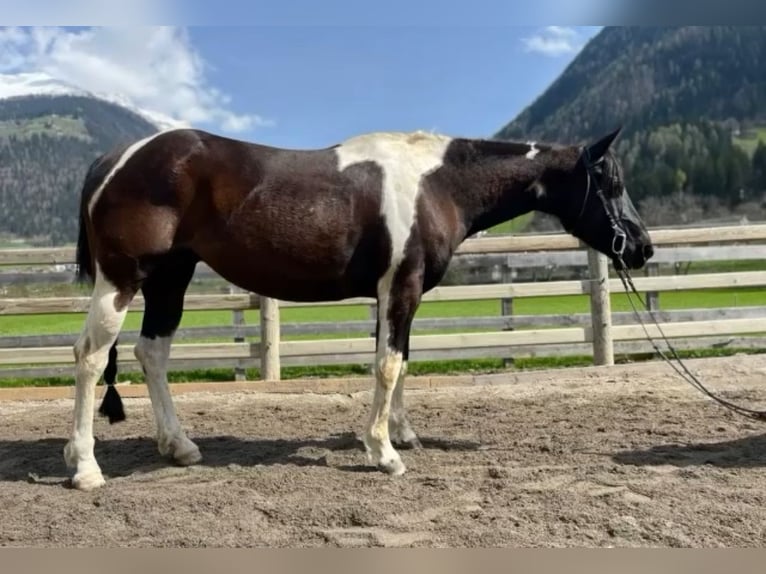 Paint Horse Jument 7 Ans 148 cm Tobiano-toutes couleurs in Sankt Leonhard in Passeier