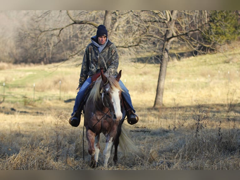 Paint Horse Jument 7 Ans 150 cm Pinto in Peosta