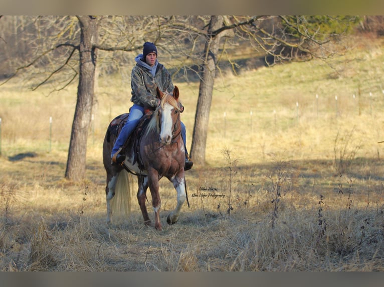 Paint Horse Jument 7 Ans 150 cm Pinto in Peosta