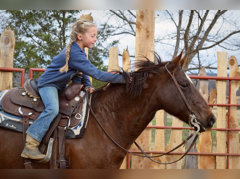 Paint Horse Jument 7 Ans 152 cm Alezan brûlé in Mccurtain