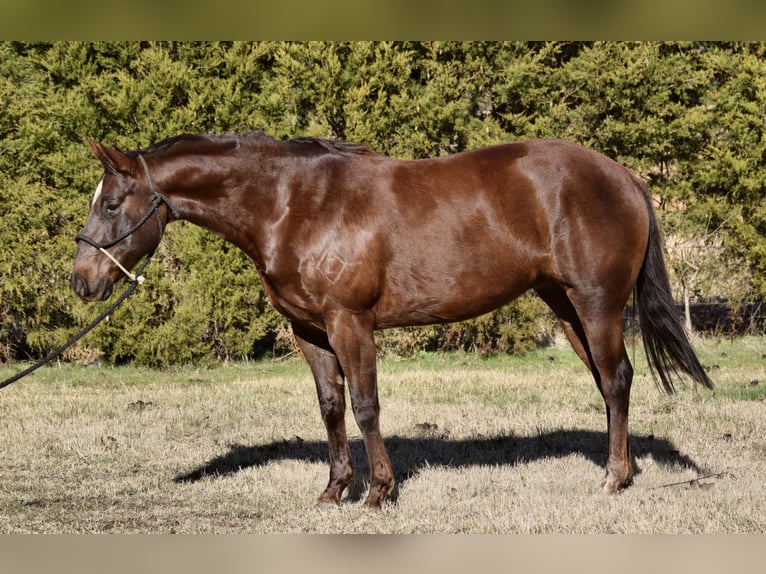 Paint Horse Jument 7 Ans 152 cm Alezan brûlé in Mccurtain