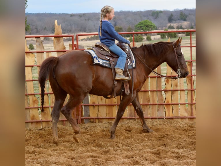 Paint Horse Jument 7 Ans 152 cm Alezan brûlé in Mccurtain