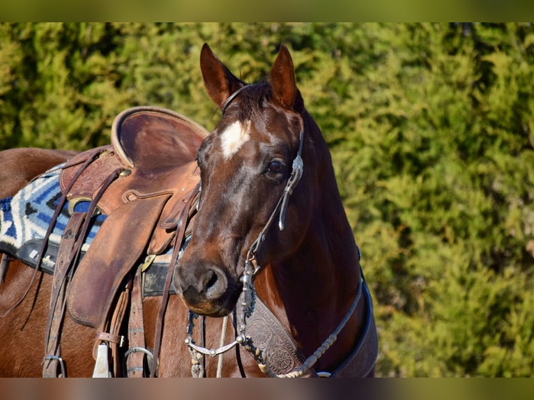 Paint Horse Jument 7 Ans 152 cm Alezan brûlé in Mccurtain