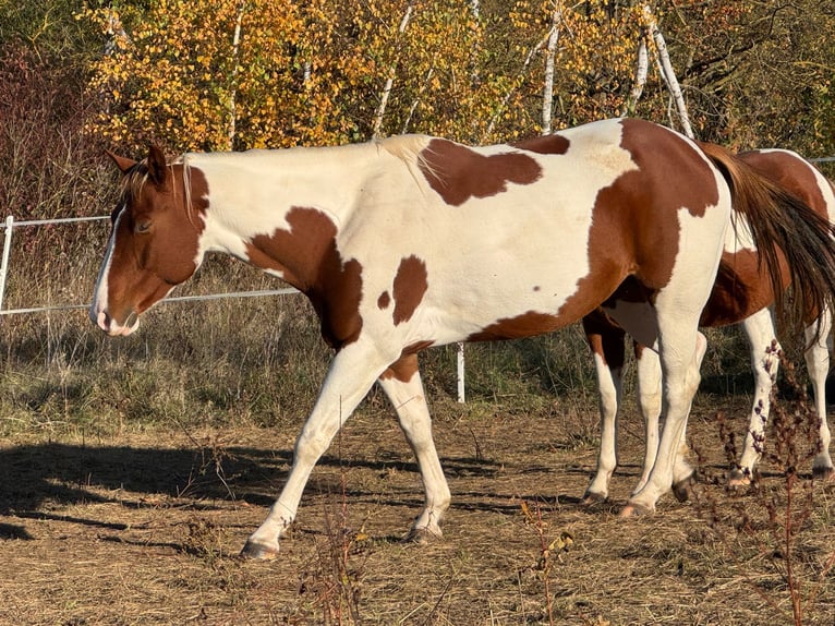 Paint Horse Jument 7 Ans 152 cm Alezan brûlé in Rottleben