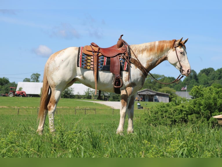 Paint Horse Jument 7 Ans 152 cm Overo-toutes couleurs in Sonora KY