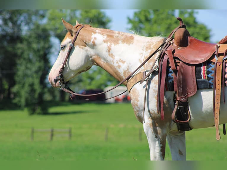 Paint Horse Jument 7 Ans 152 cm Overo-toutes couleurs in Sonora KY