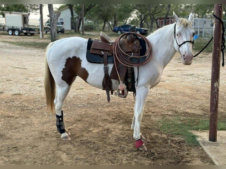 Paint Horse Croisé Jument 7 Ans 152 cm Tobiano-toutes couleurs in Fort Worth Texas