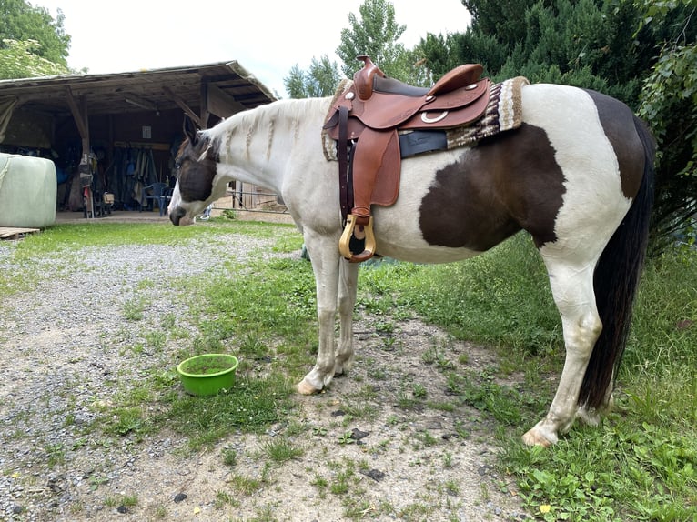 Paint Horse Jument 7 Ans 152 cm Tovero-toutes couleurs in Hessisch Oldendorf