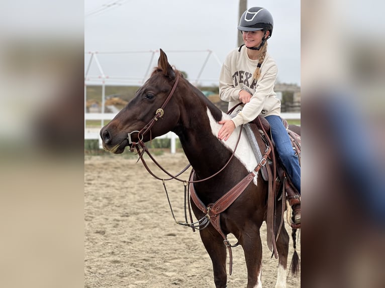 Paint Horse Jument 7 Ans 153 cm Overo-toutes couleurs in Dobrohost