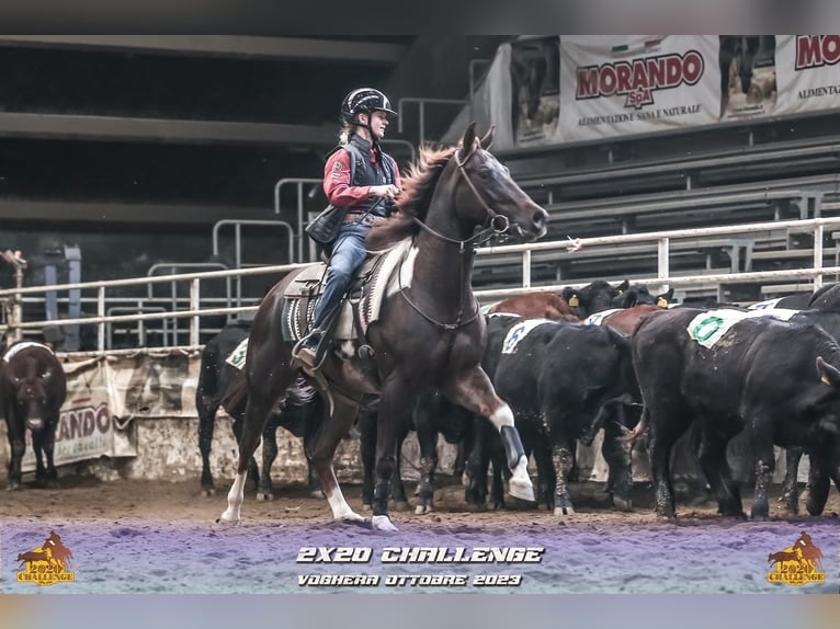 Paint Horse Jument 7 Ans 153 cm Overo-toutes couleurs in Dobrohost