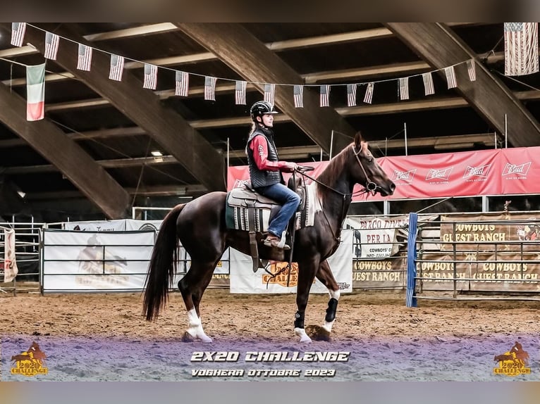 Paint Horse Jument 7 Ans 153 cm Overo-toutes couleurs in Dobrohost