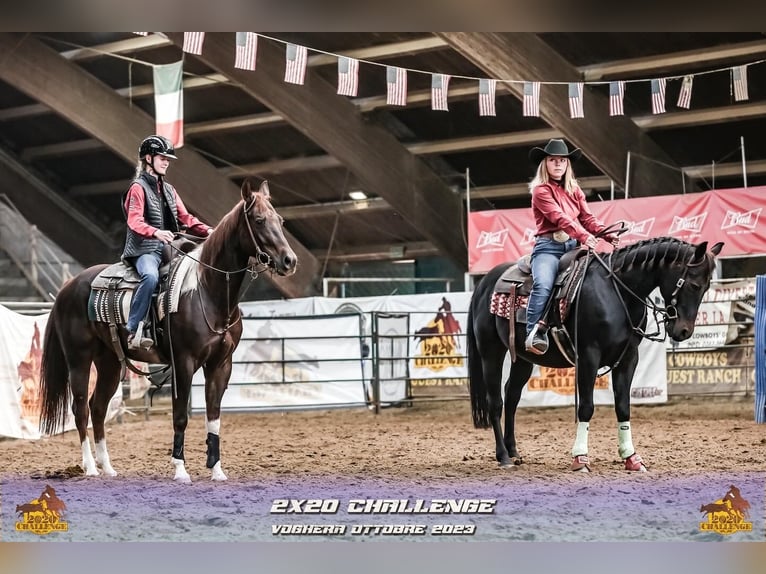Paint Horse Jument 7 Ans 153 cm Overo-toutes couleurs in Dobrohost