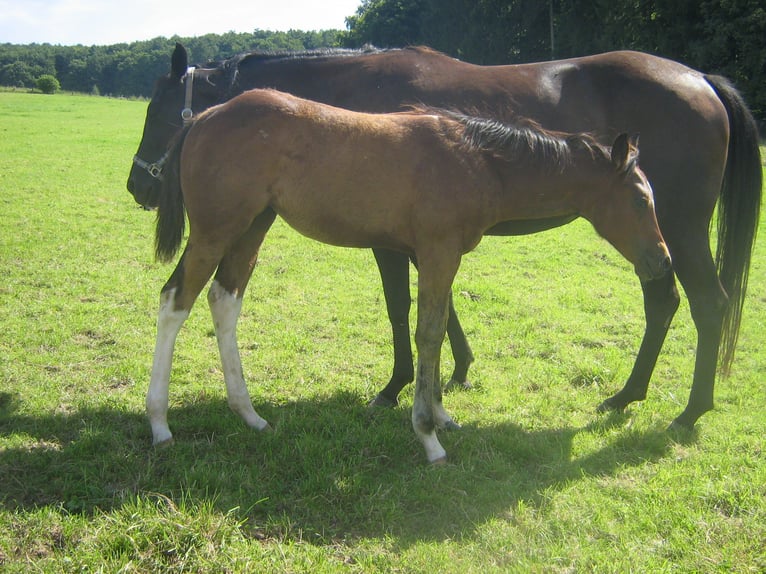 Paint Horse Jument 7 Ans 154 cm Bai in Hamfelde Kreis Stormarn