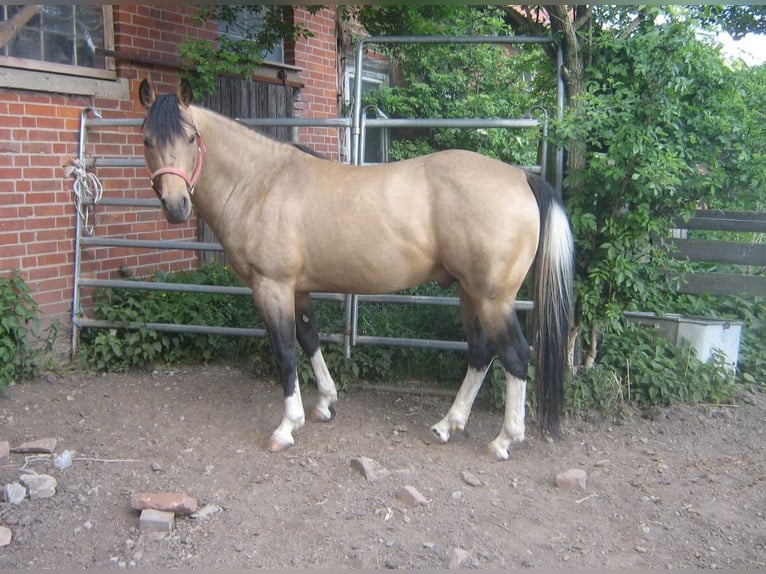 Paint Horse Jument 7 Ans 154 cm Bai in Hamfelde Kreis Stormarn