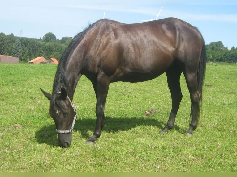 Paint Horse Jument 7 Ans 154 cm Bai in Hamfelde Kreis Stormarn