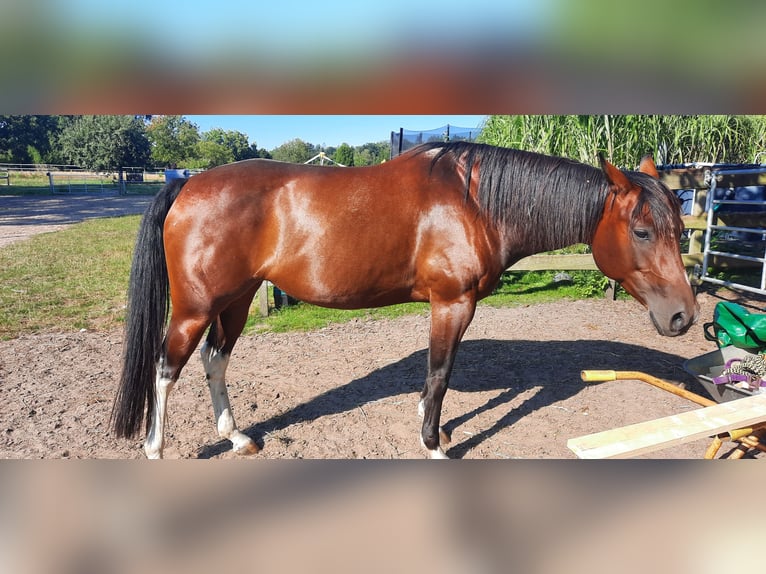 Paint Horse Jument 7 Ans 154 cm Bai in Hamfelde Kreis Stormarn