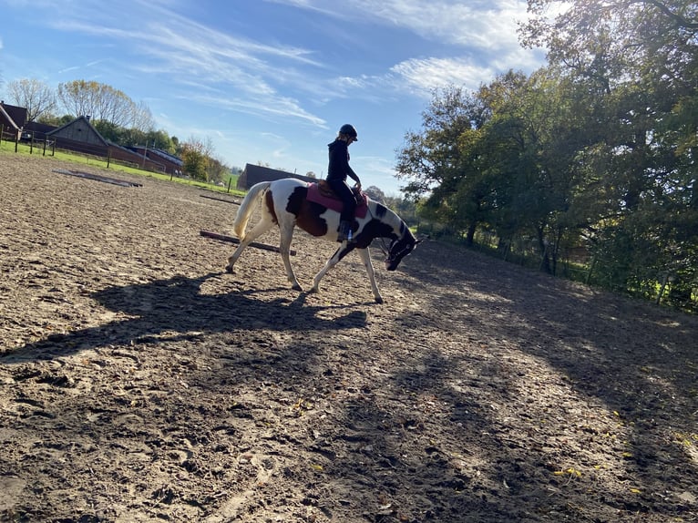 Paint Horse Croisé Jument 7 Ans 154 cm Pinto in Ascheberg