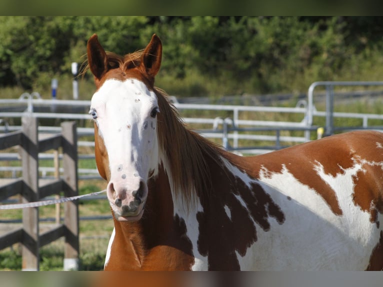 Paint Horse Jument 7 Ans 156 cm Overo-toutes couleurs in Warburg