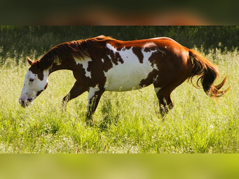 Paint Horse Jument 7 Ans 156 cm Overo-toutes couleurs in Warburg