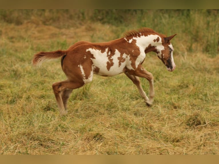 Paint Horse Jument 7 Ans 156 cm Overo-toutes couleurs in Warburg