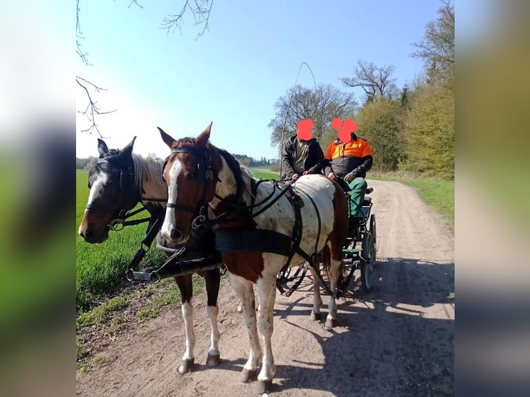 Paint Horse Croisé Jument 7 Ans 160 cm Tobiano-toutes couleurs in Dargun