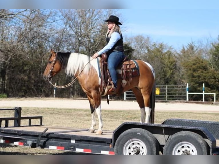 Paint Horse Jument 7 Ans Isabelle in Burleson, TX