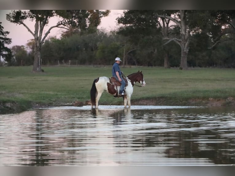 Paint Horse Jument 8 Ans 142 cm Pinto in Grand Saline