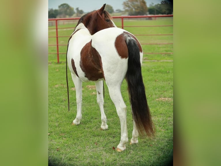 Paint Horse Jument 8 Ans 142 cm Pinto in Grand Saline