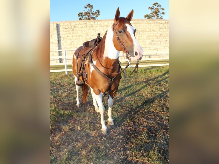 Paint Horse Jument 8 Ans 147 cm Alezan cuivré in Argyle, TX