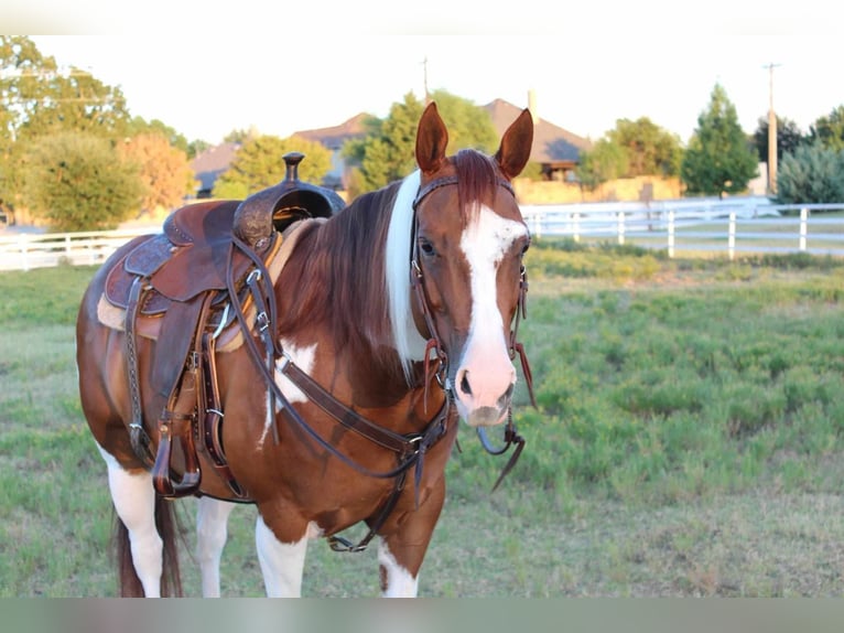 Paint Horse Jument 8 Ans 147 cm Alezan cuivré in Argyle, TX