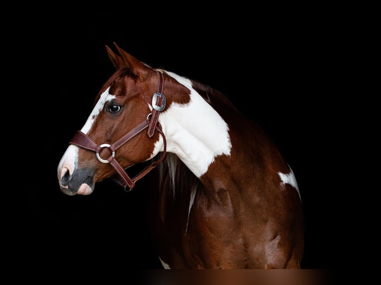 Paint Horse Jument 8 Ans 147 cm Alezan cuivré in Argyle, TX