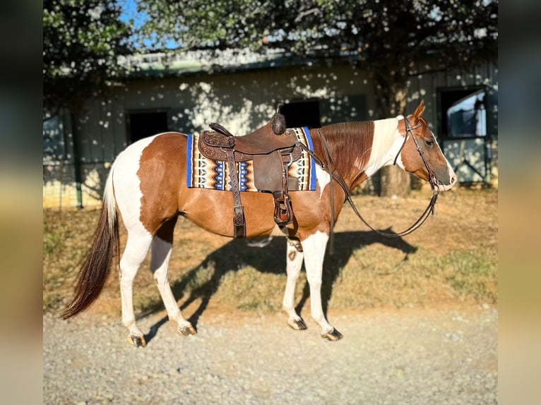 Paint Horse Jument 8 Ans 147 cm Alezan cuivré in Argyle, TX