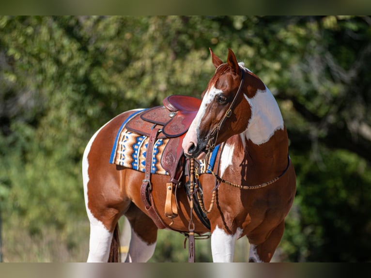 Paint Horse Jument 8 Ans 147 cm in Argyle, TX