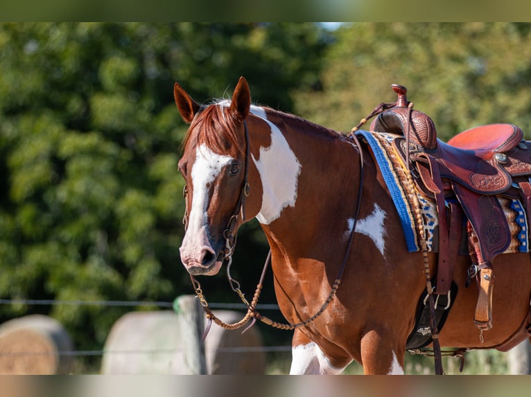 Paint Horse Jument 8 Ans 147 cm in Argyle, TX