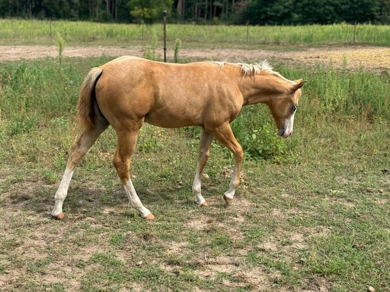 Paint Horse Jument 8 Ans 149 cm Alezan in Büttelborn