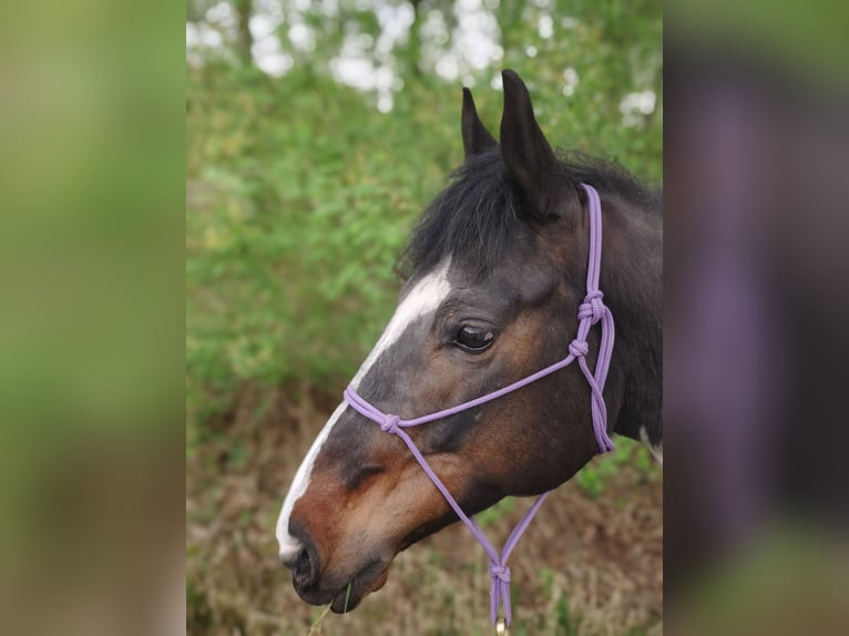 Paint Horse Jument 8 Ans 150 cm Pinto in Fulda