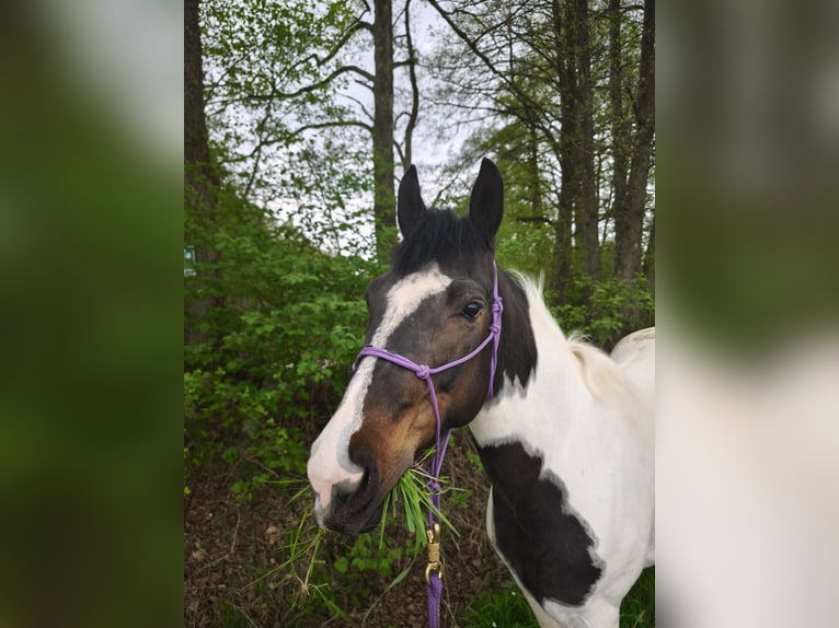 Paint Horse Jument 8 Ans 150 cm Pinto in Fulda