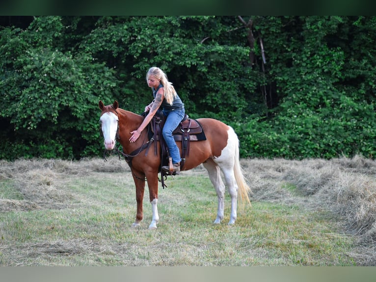 Paint Horse Jument 8 Ans 152 cm Alezan brûlé in Middleboro