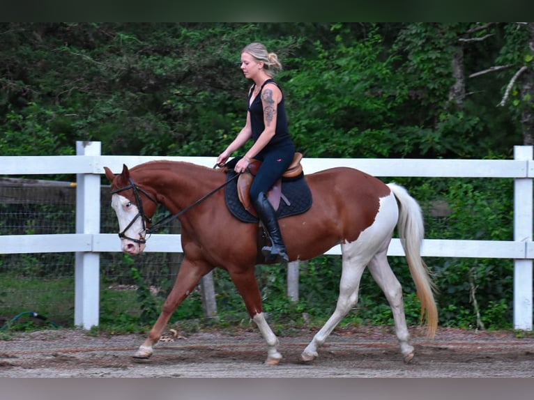 Paint Horse Jument 8 Ans 152 cm Alezan brûlé in Middleboro