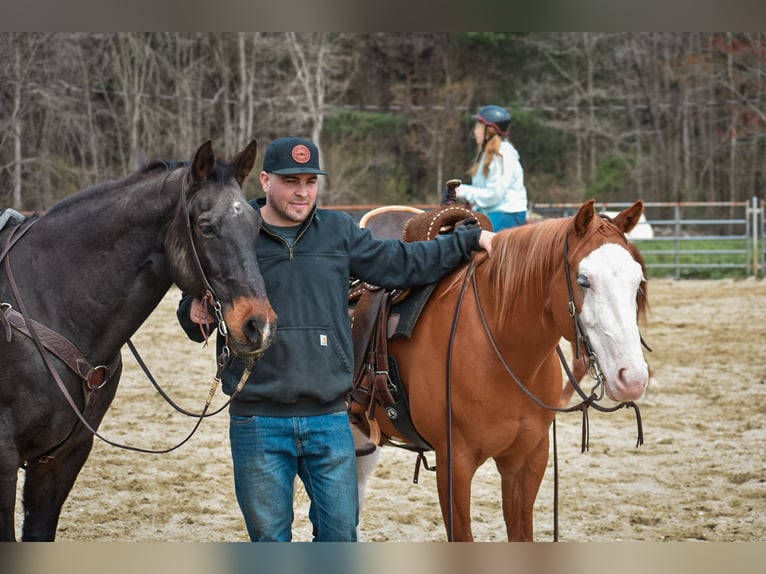 Paint Horse Jument 8 Ans 152 cm Alezan brûlé in Middleboro