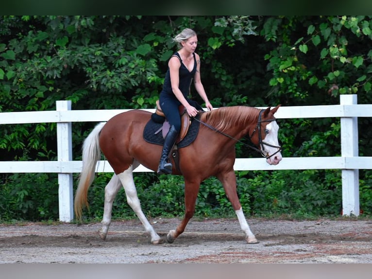 Paint Horse Jument 8 Ans 152 cm Alezan brûlé in Middleboro