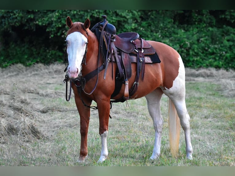 Paint Horse Jument 8 Ans 152 cm Alezan brûlé in Middleboro