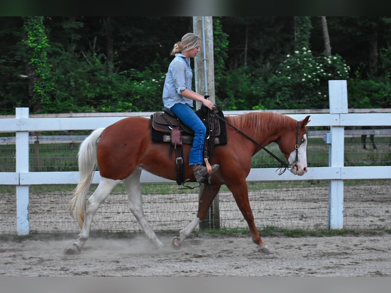 Paint Horse Jument 8 Ans 152 cm Alezan brûlé in Middleboro