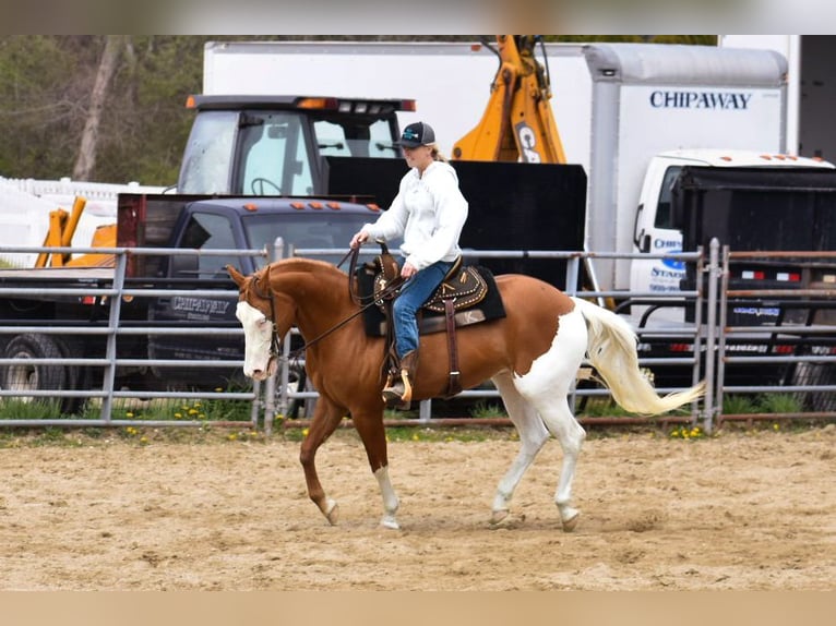 Paint Horse Jument 8 Ans 152 cm Alezan brûlé in Middleboro