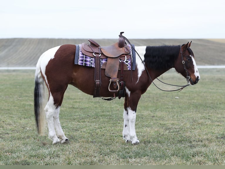 Paint Horse Jument 8 Ans 152 cm Pinto in Cannon Falls