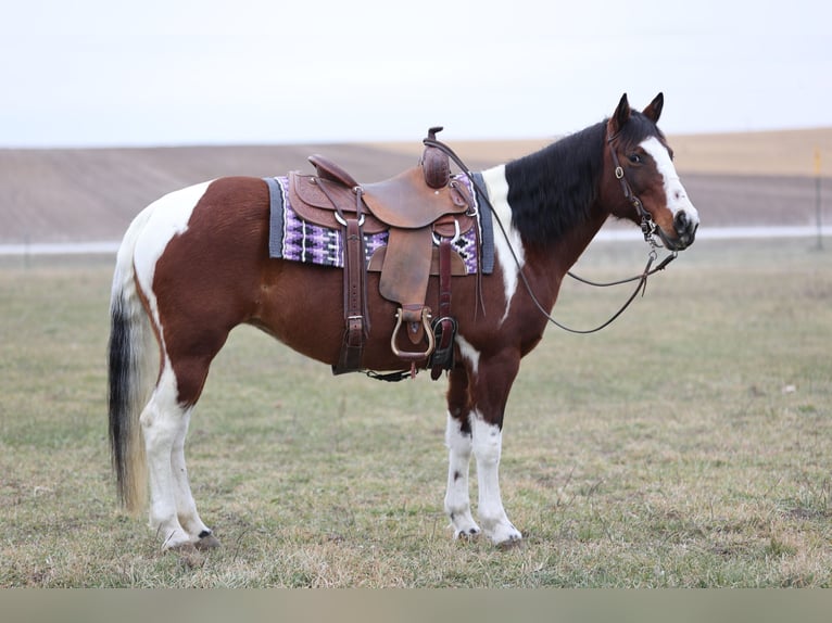 Paint Horse Jument 8 Ans 152 cm Pinto in Cannon Falls
