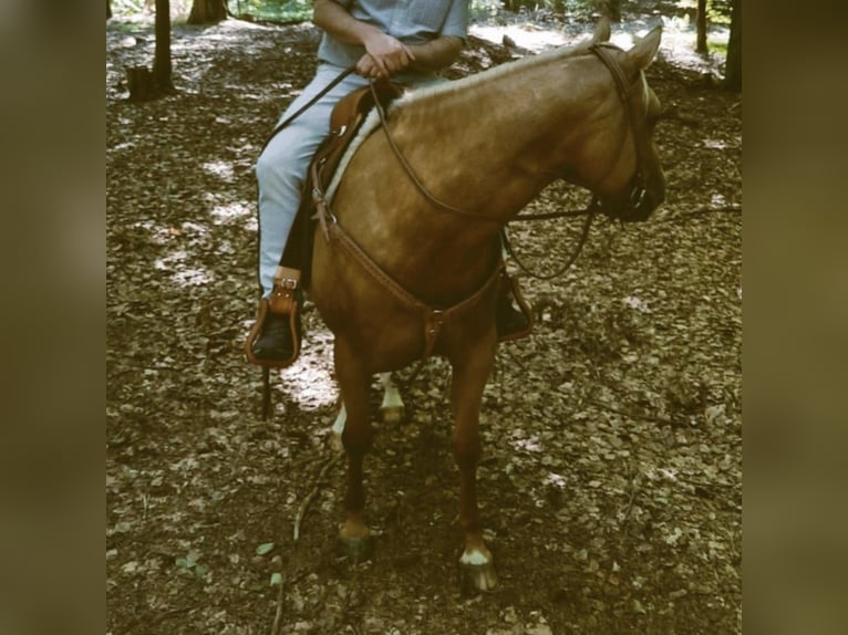 Paint Horse Jument 8 Ans 155 cm Palomino in Mespelbrunn