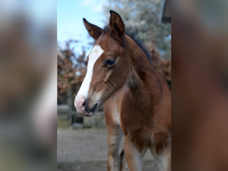 Paint Horse Jument 8 Ans 158 cm Tobiano-toutes couleurs in Koningsbosch