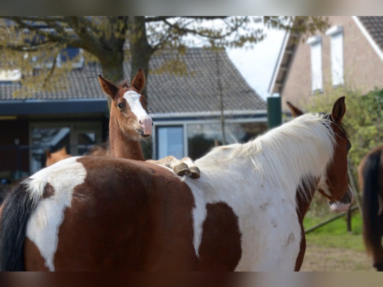 Paint Horse Jument 8 Ans 158 cm Tobiano-toutes couleurs in Koningsbosch