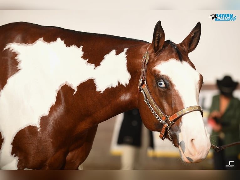 Paint Horse Jument 8 Ans 160 cm Overo-toutes couleurs in Litzendorf